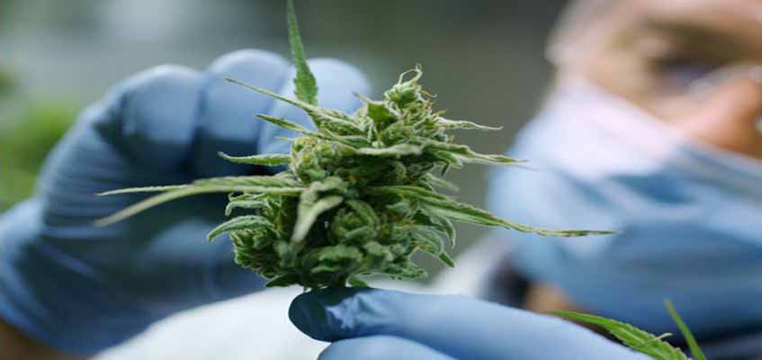 Cannabis, cannabinoids and cancer – the evidence so far Cannabis, cannabinoids and cancer – the evidence so far